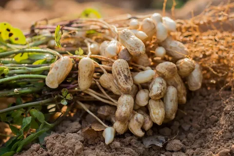 Specifications of runner peanuts + wholesale price