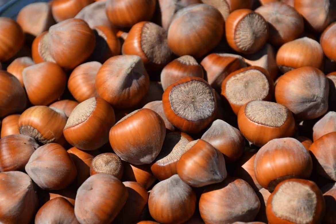 Buy Shelled Hazelnuts at Bulk Price