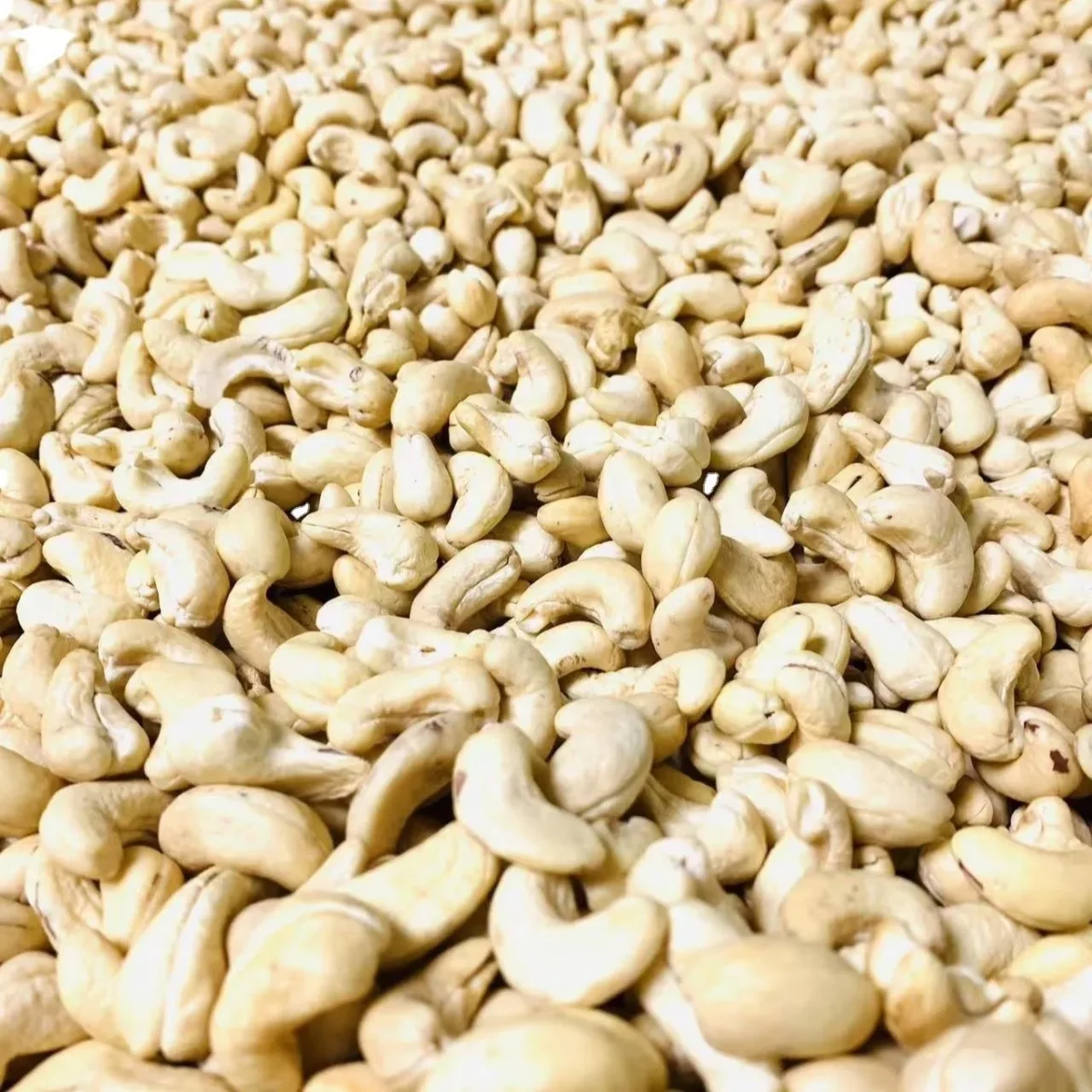 Cashew exporting countries + great price with guaranteed quality