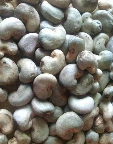 top cashew exporting countries exceptional price