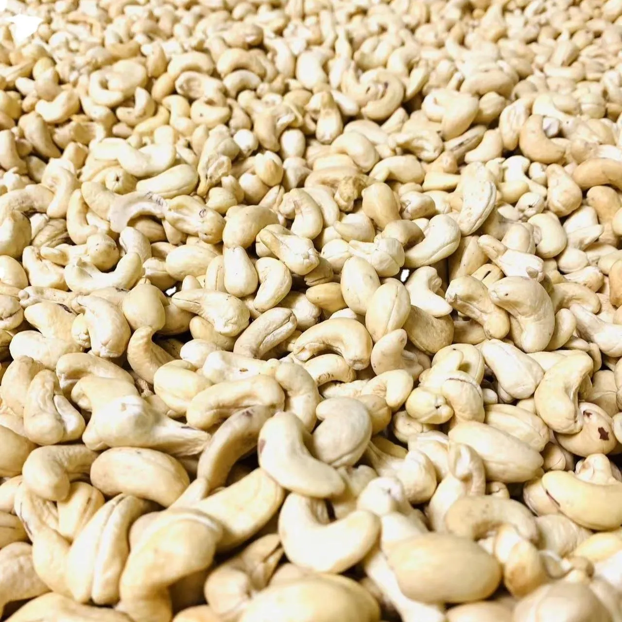 Cashew kernel market purchase price + quality test