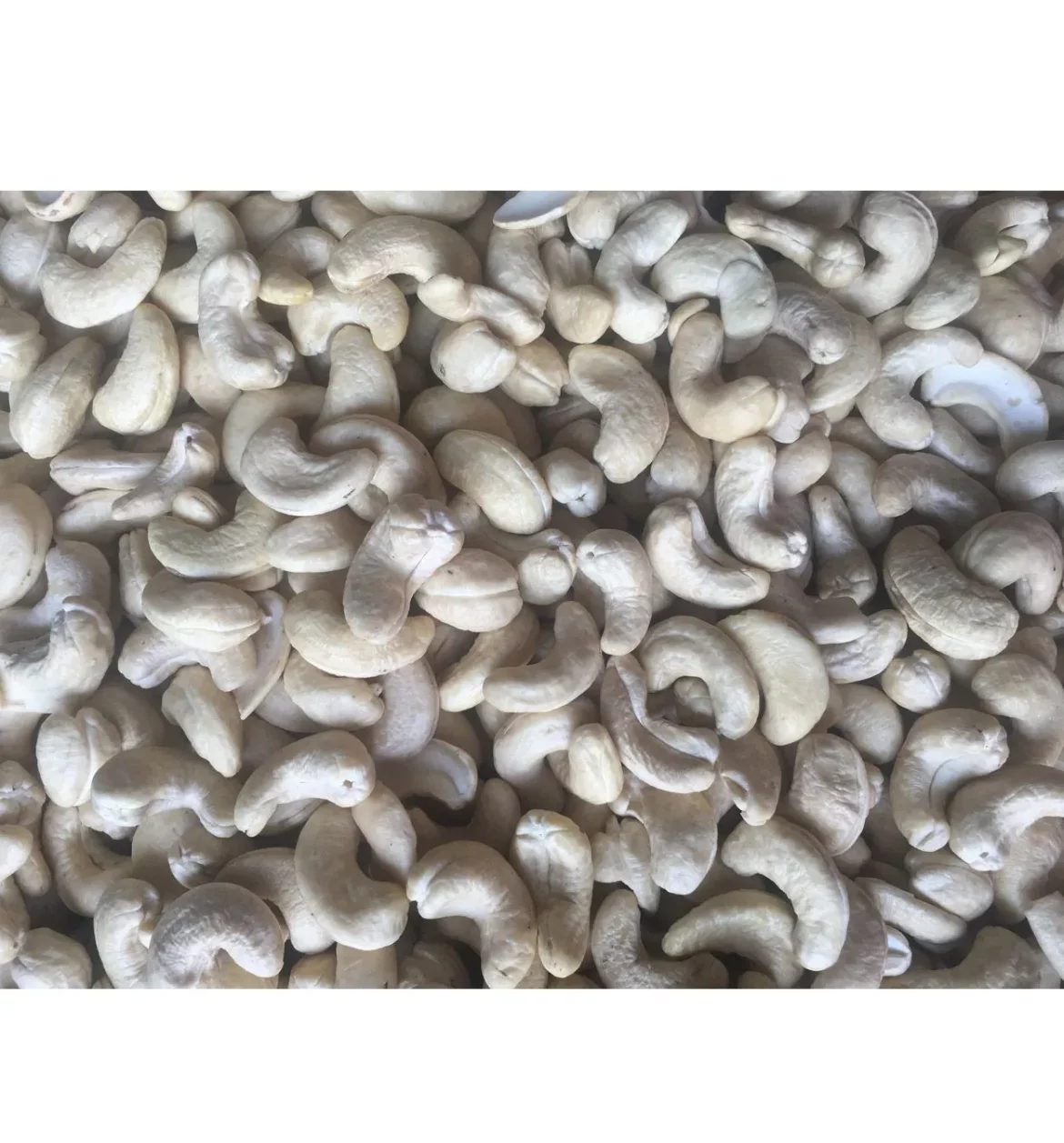 Buy raw cashew nuts for sale at an exceptional price