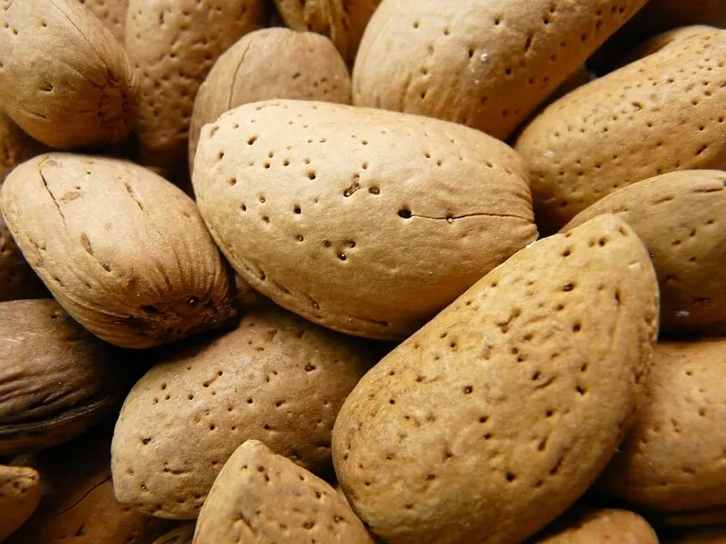 Specifications marcona almonds in shell + purchase price