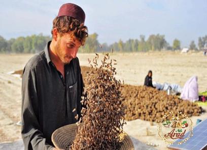 afghanistan nuts specifications and how to buy in bulk