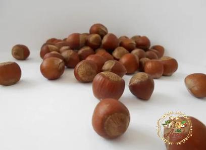 filbert hazelnut specifications and how to buy in bulk