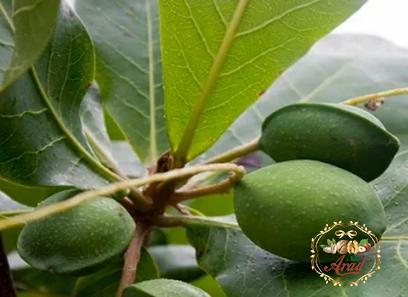 indian almond with complete explanations and familiarization