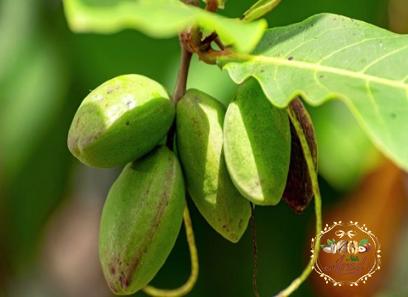 india almond acquaintance from zero to one hundred bulk purchase prices