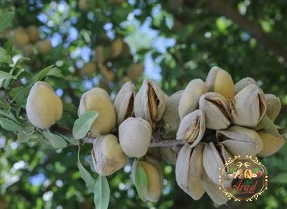 Price and purchase yemeni almonds with complete specifications
