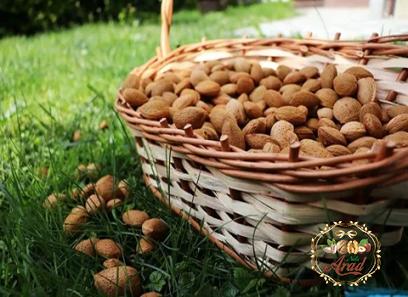 long almonds with complete explanations and familiarization