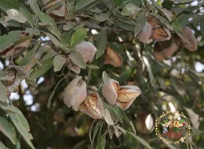 nigeria almond buying guide with special conditions and exceptional price