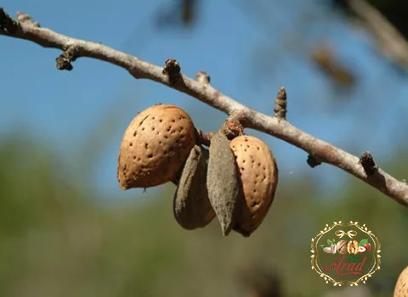 The price of bulk purchase of Texas Mission Almonds is cheap and reasonable