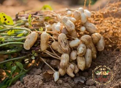 Price and purchase large raw peanuts with complete specifications