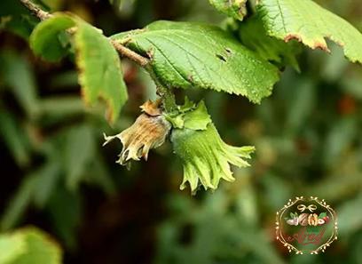 cob nuts price list wholesale and economical